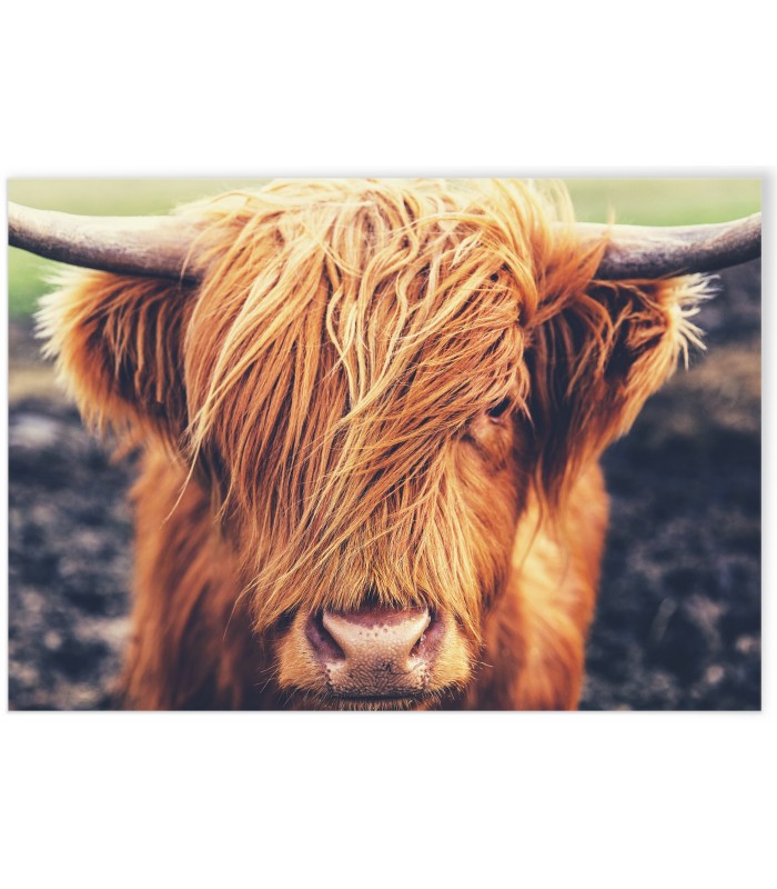 Poster Highland Cow