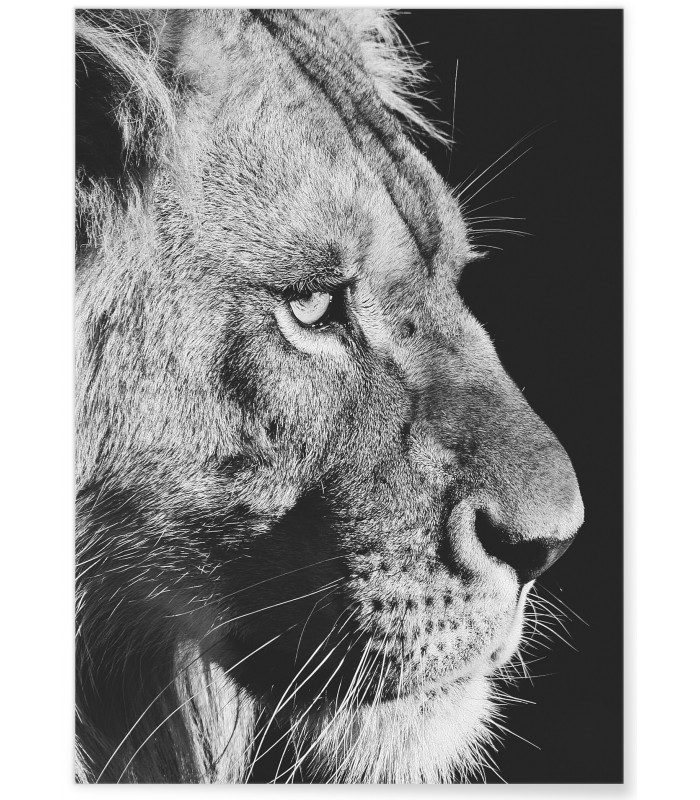 Poster Lion noir et blanc 4