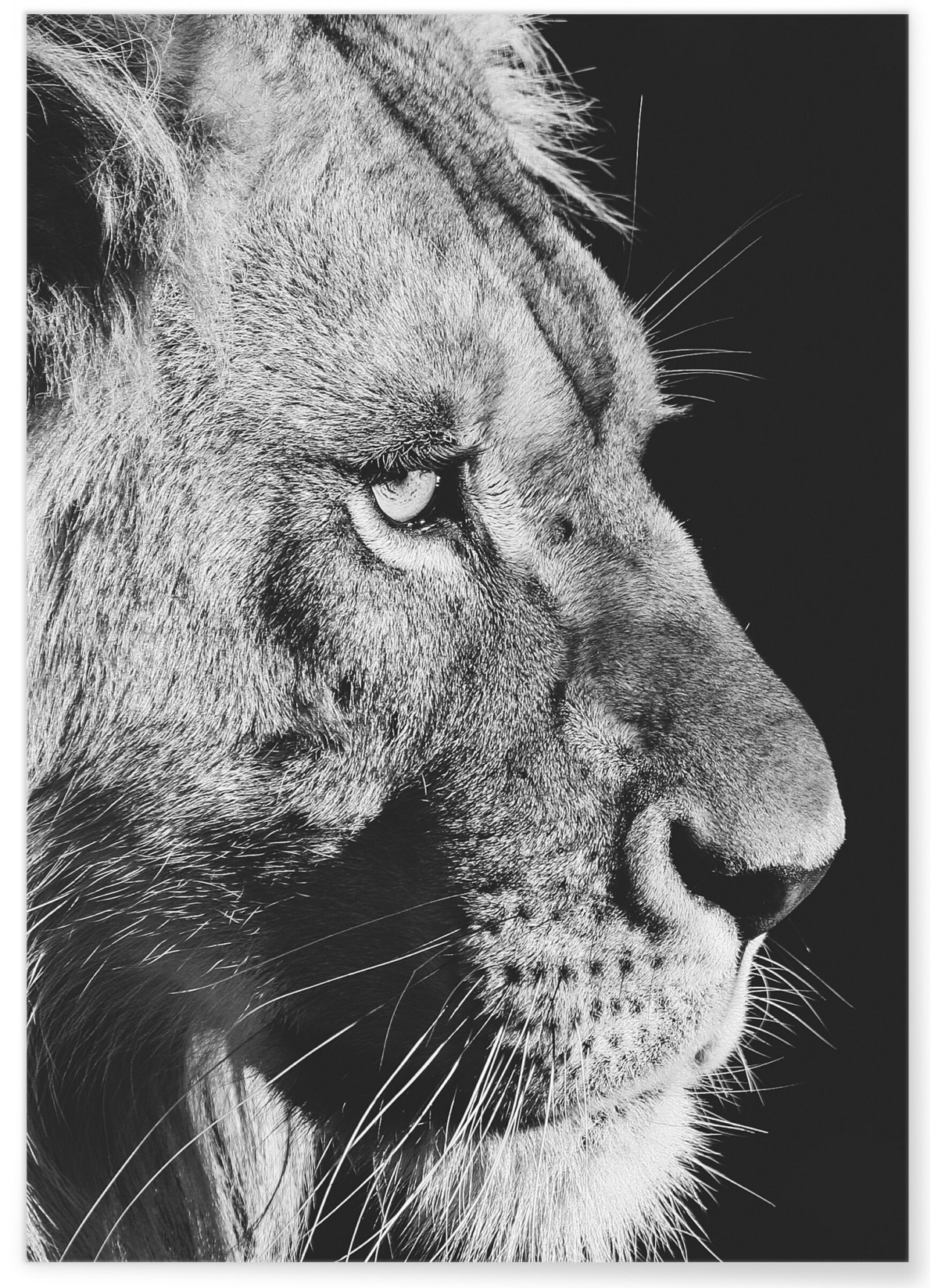 Poster Lion noir et blanc 4