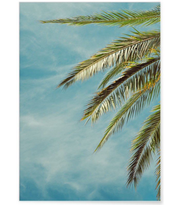 Affiche Palm Trees 4