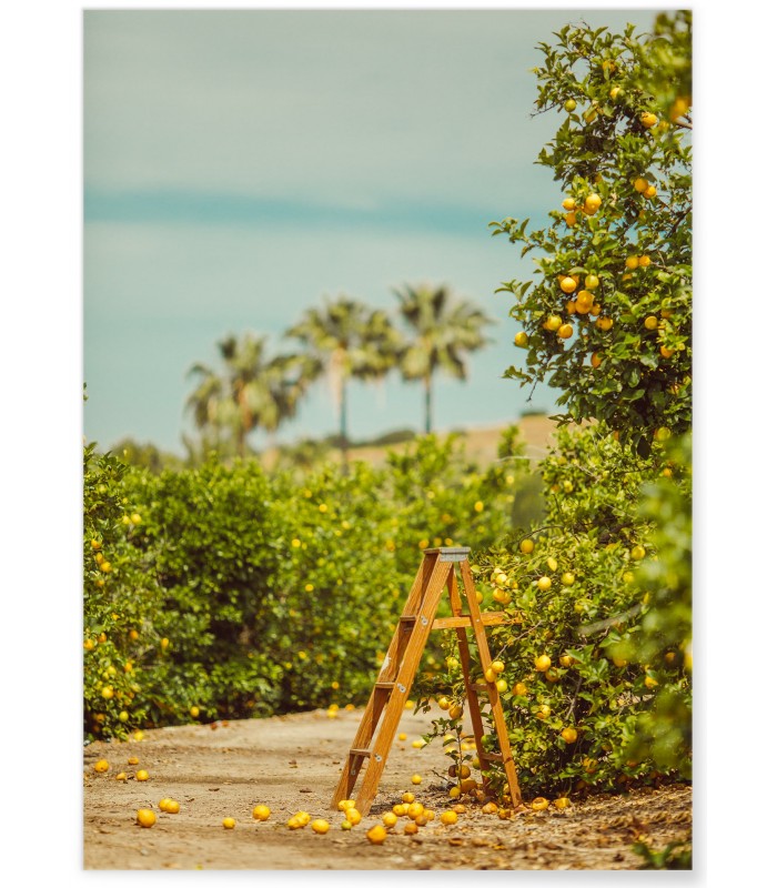 Affiche Lemon Trees