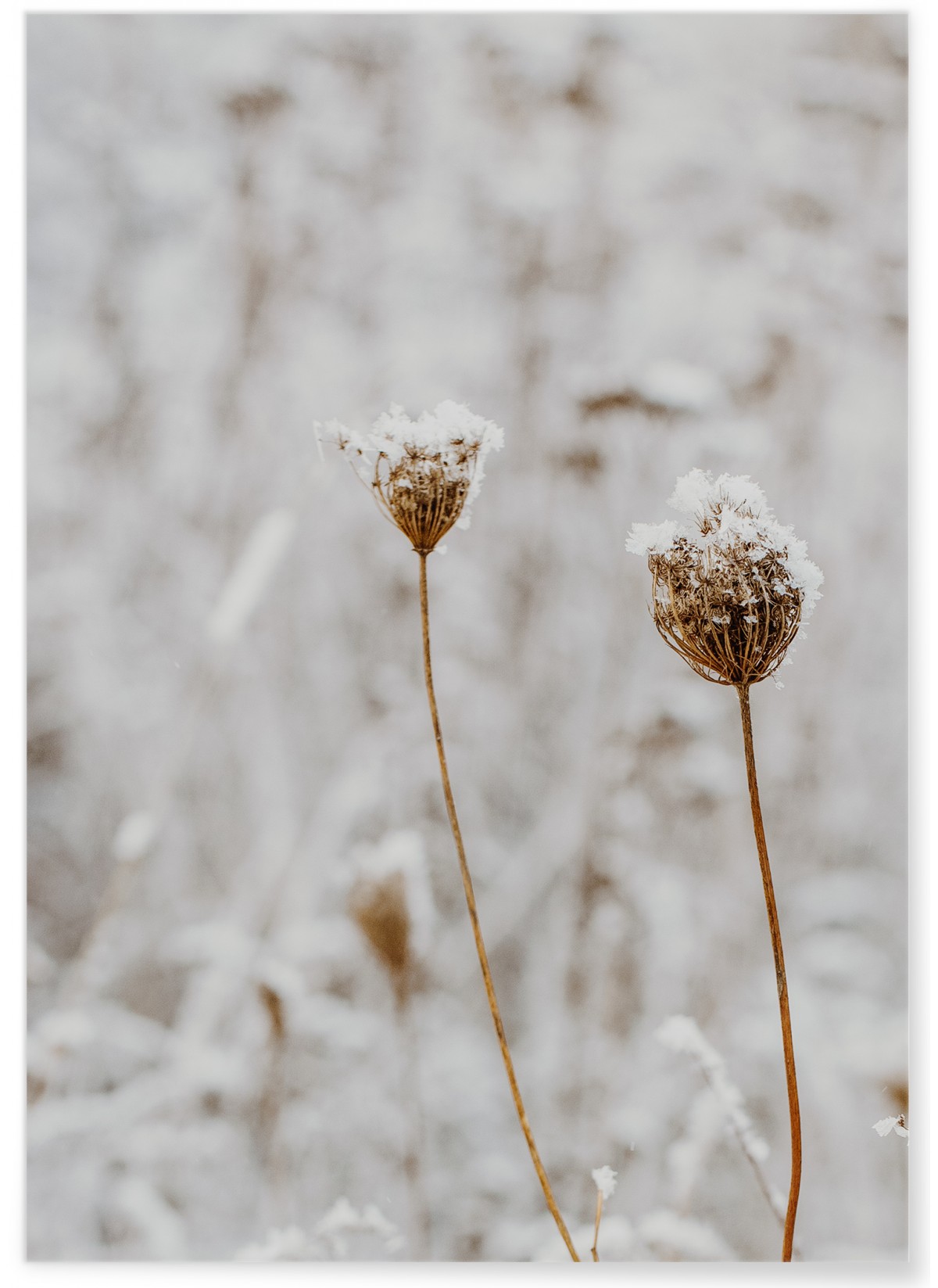 Affiche Nature Winter 3