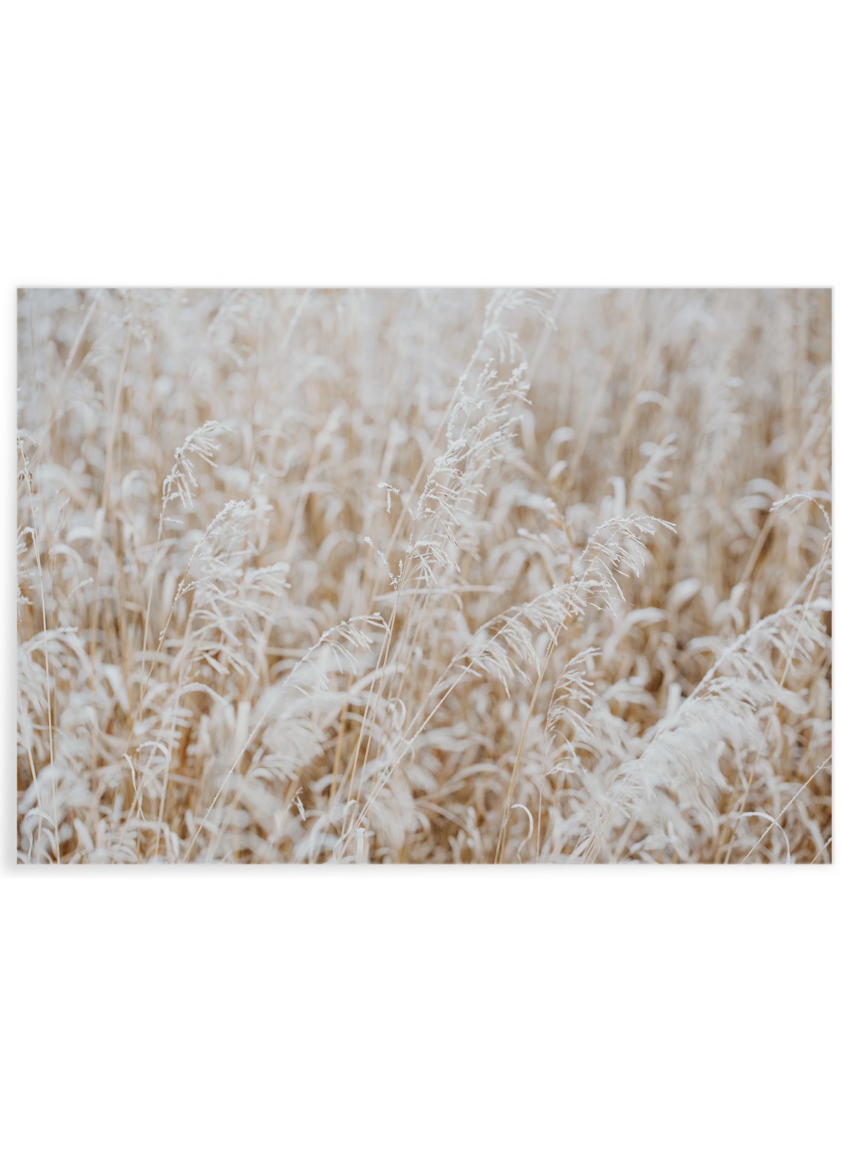 Affiche Nature Winter 4