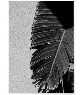 Affiche Palmier noir et blanc 2