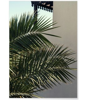 Affiche Nature Palmier