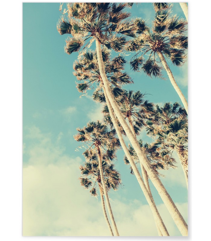 Poster Palm Trees 7