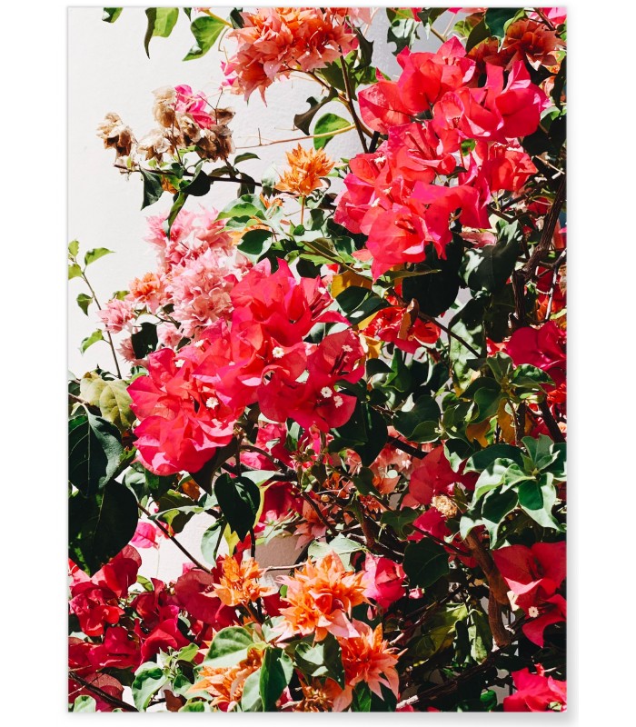 Poster Fleurs