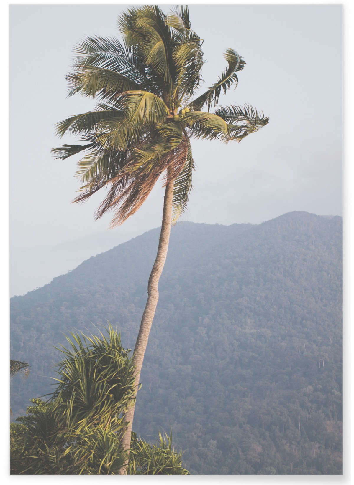 Poster Nature Tropicale 5