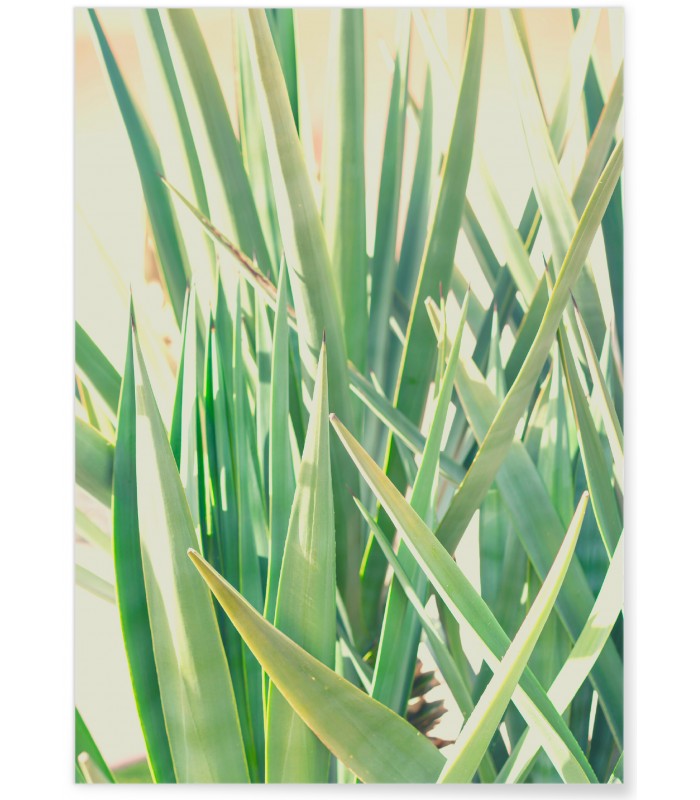 Affiche Palm Tree Leaf 1