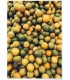 Affiche Nature Fruits