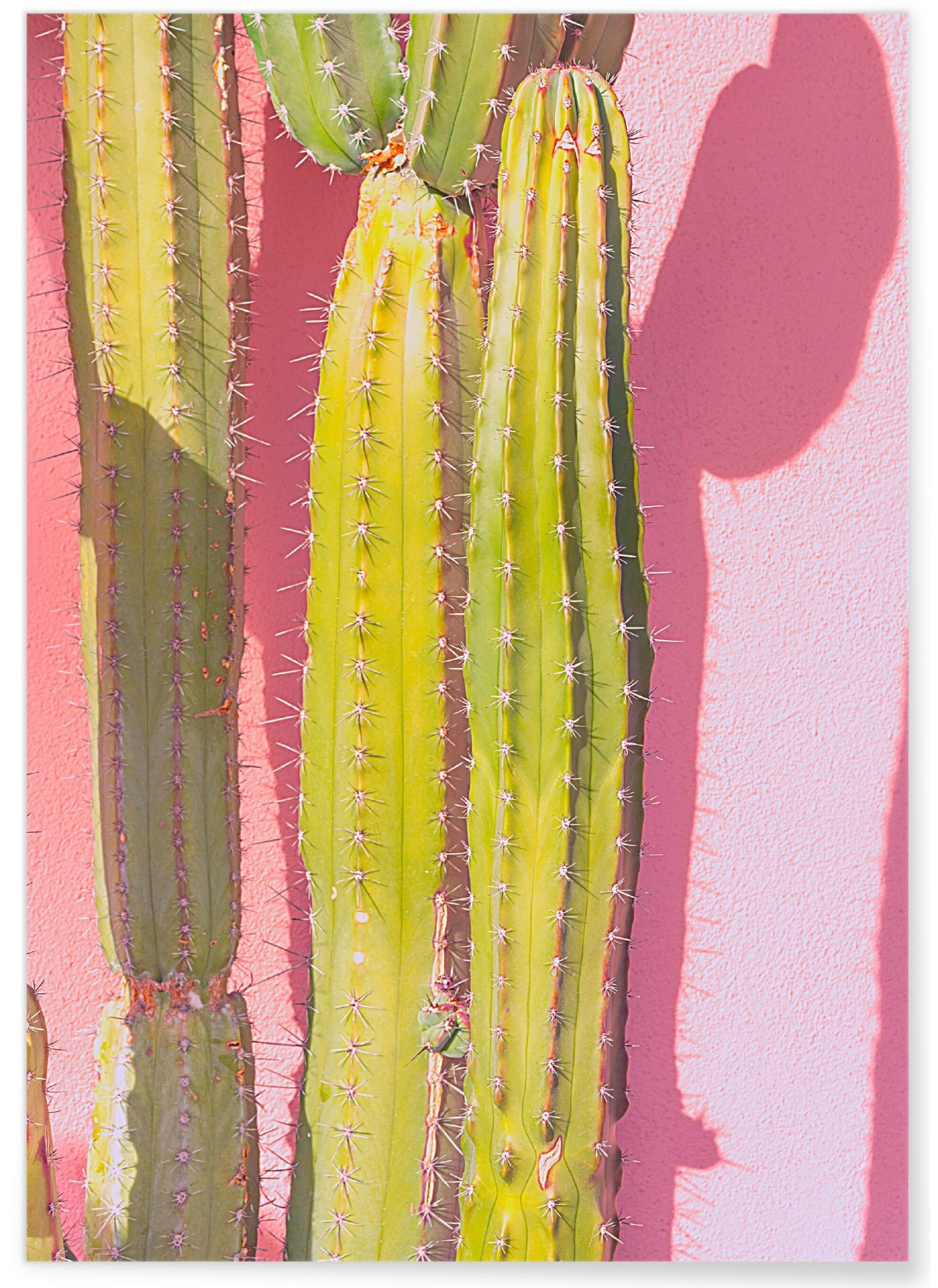 Affiche nature Cactus 3