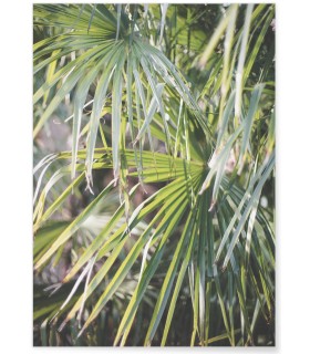 Affiche Palm Tree Leaf 2