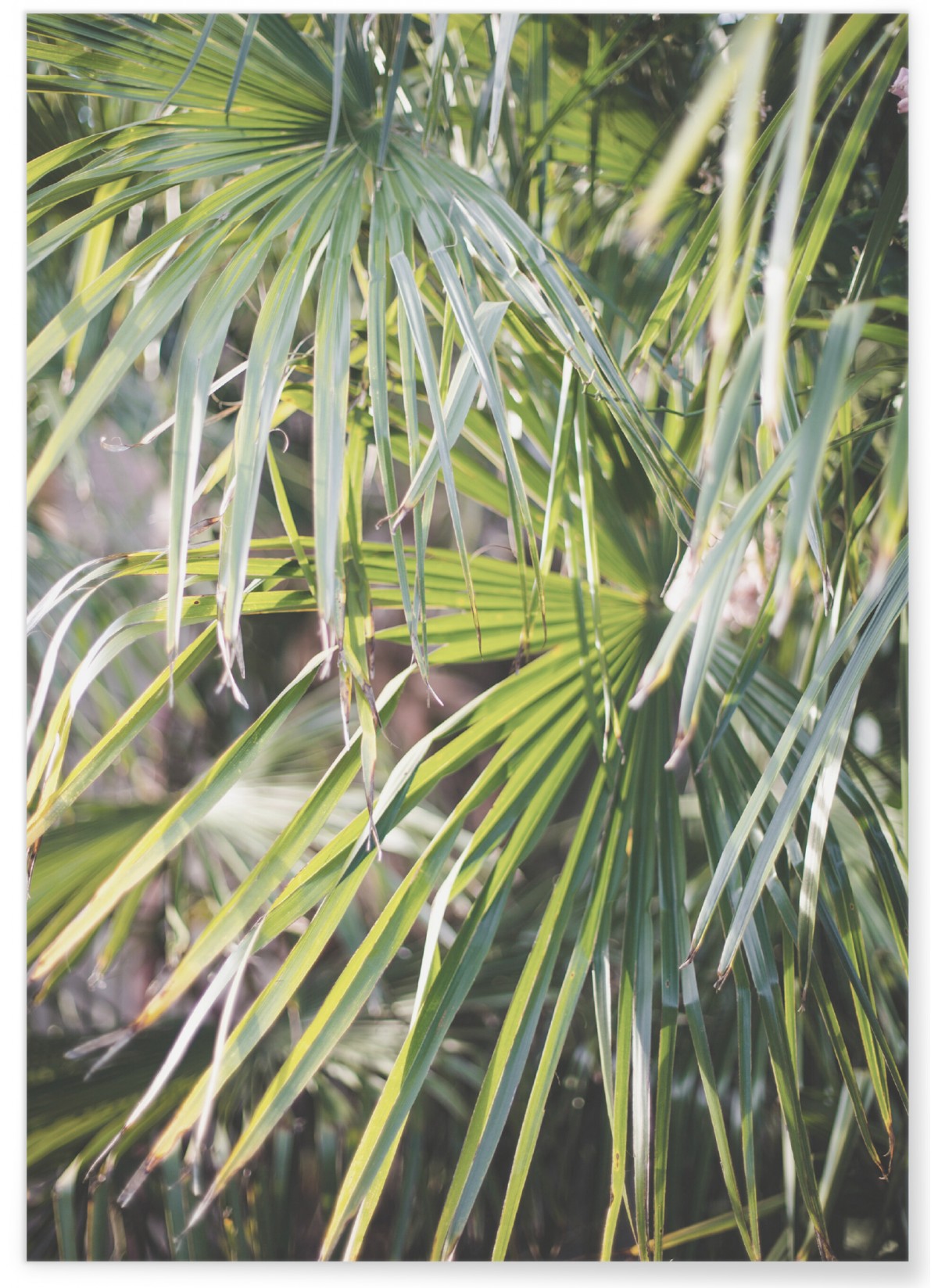 Affiche Palm Tree Leaf 2