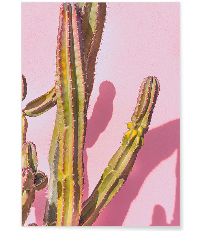 Affiche nature Cactus 4