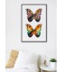 Affiche Papillons