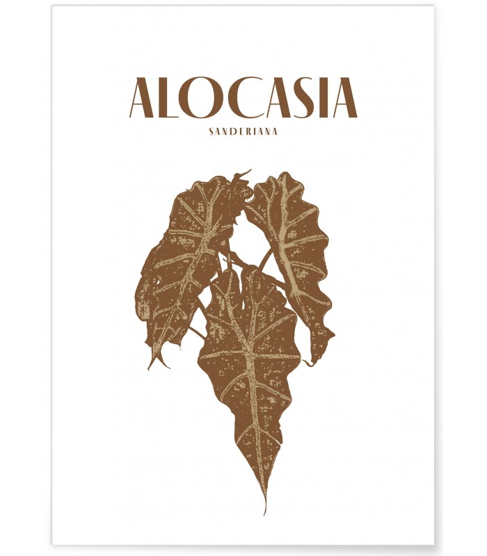 Affiche "Alocasia"