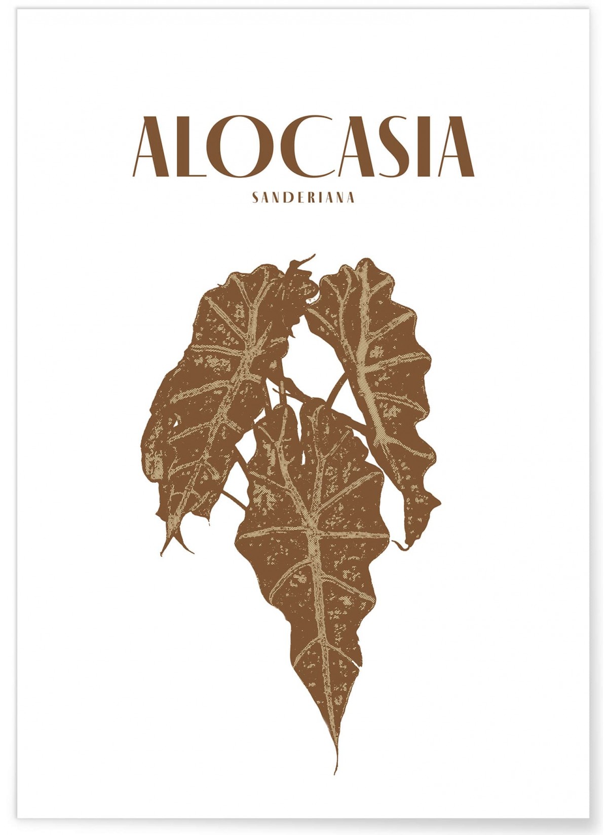 Affiche "Alocasia"