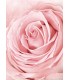 Affiche Pink Rose Flower