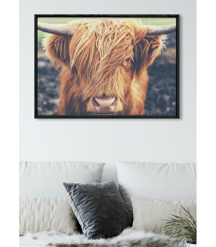 Poster Highland Cow