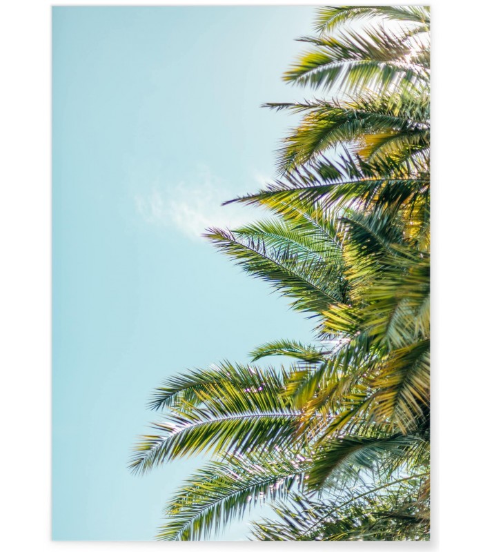 Affiche Palm Trees 5