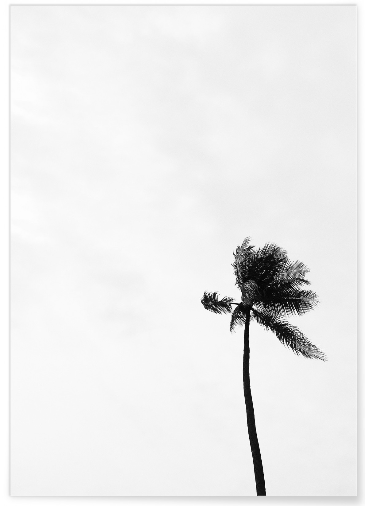 https://lafficherie.com/9263-superlarge_default/poster-palmier-noir-et-blanc.jpg
