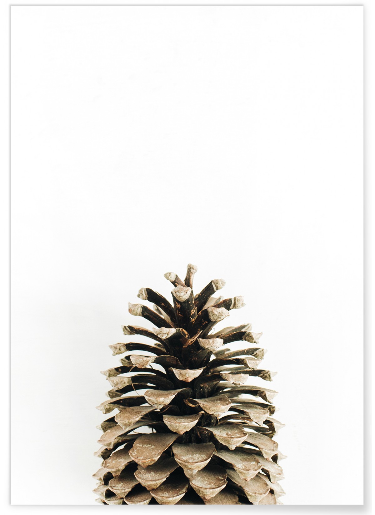 Affiche Pomme de pin