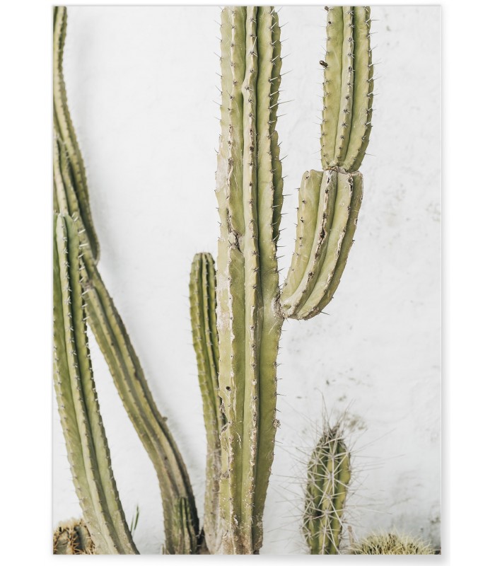 Affiche nature Cactus