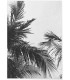 Affiche nature Feuille de palmier n°2