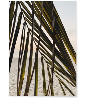 Affiche Nature Feuille palmier plage