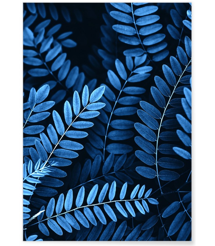 Affiche Nature Feuilles d'Acacia