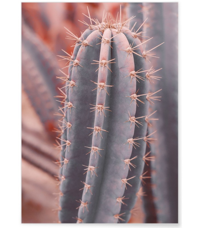 Affiche Cactus Saguaro