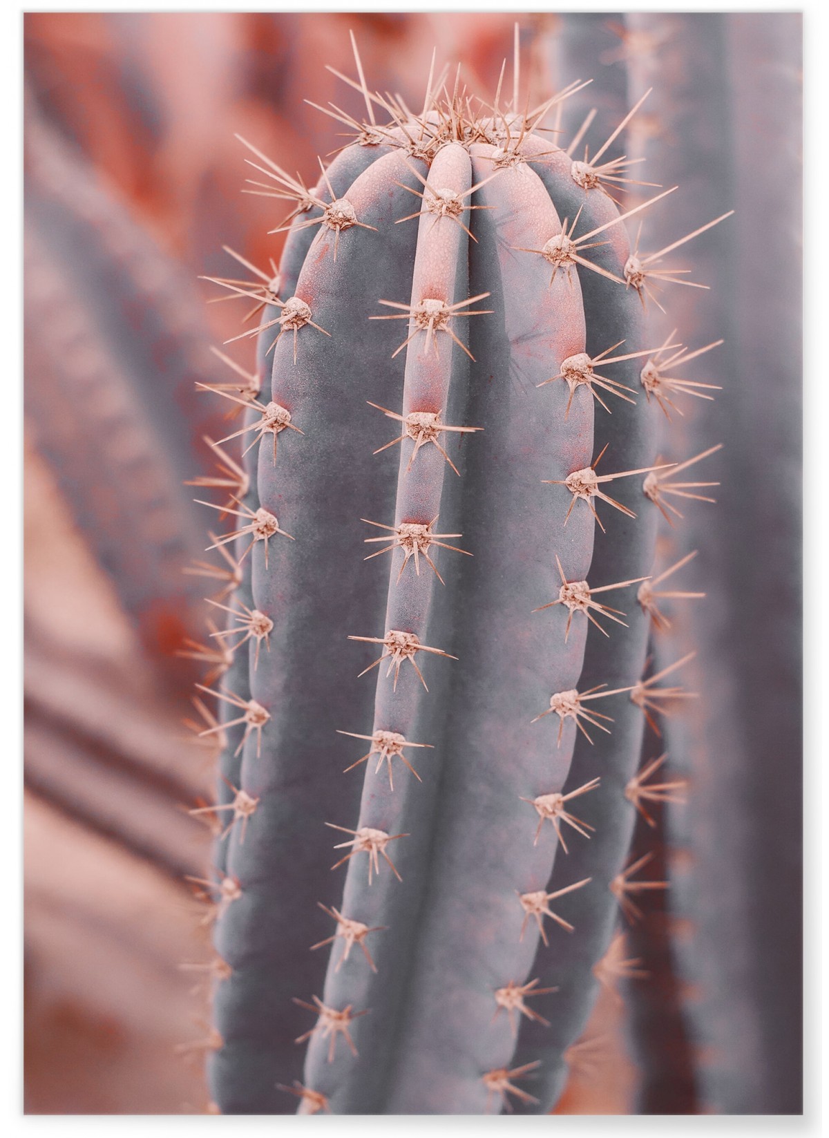 Affiche Cactus Saguaro