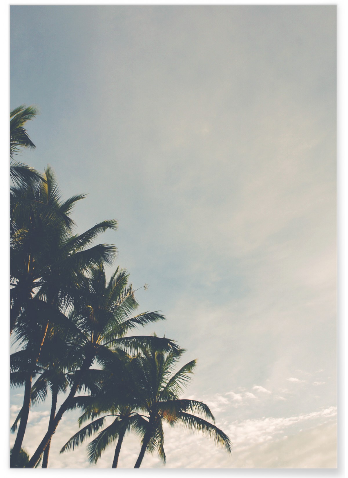 Affiche nature Palmiers Tropicaux