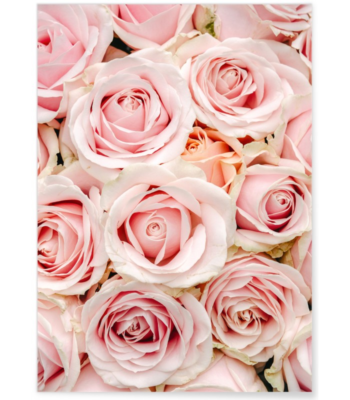 Affiche Nature Roses