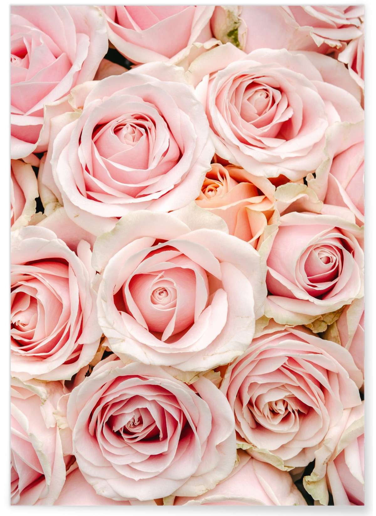 Poster Photo Intissé Personnalisé Fleur Rose Séjour Chambre