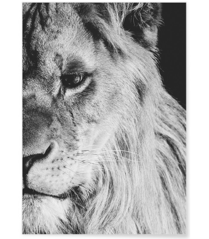 Poster Lion noir et blanc 1