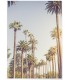 Affiche Palmiers de Beverly Hills