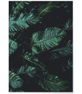 Affiche Nature feuille de palmier de banane