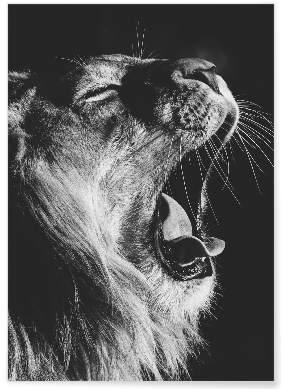 Poster Animaux, Lion noir et blanc