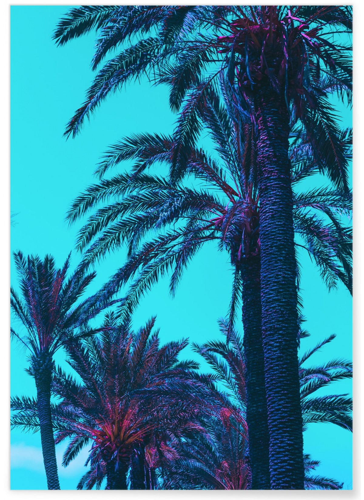 Affiche Palm Trees