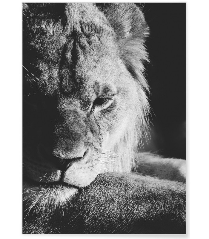 Poster Lion noir et blanc 3