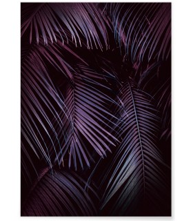 Affiche Feuilles de palmier tropical sombre